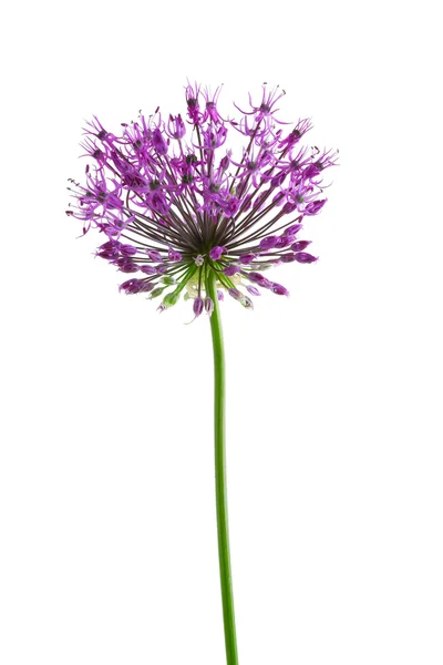 Beautiful meadow flower — Stock Photo, Image