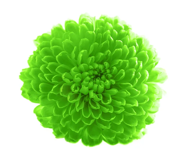 Green chrysanthemum flower — Stock Photo, Image