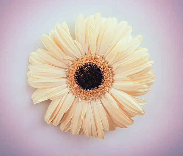 Flor de gerberas blancas — Foto de Stock