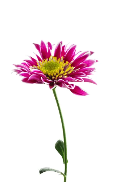Pink chrysanthemum flower — Stock Photo, Image