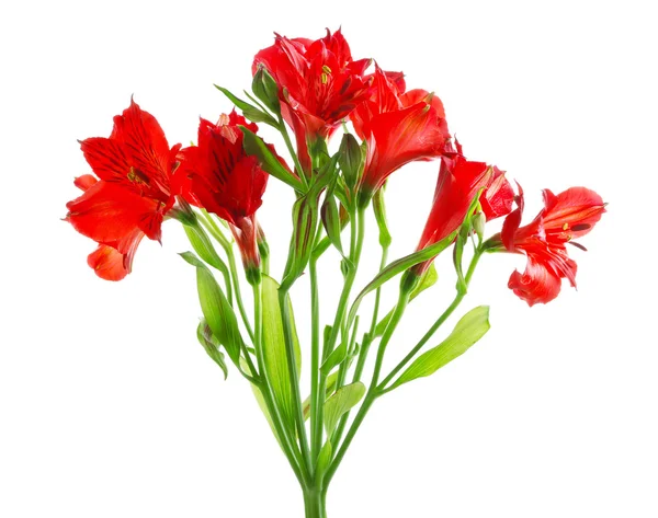 Virágok piros alstroemeria — Stock Fotó