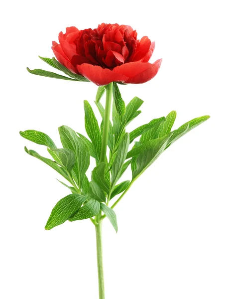 Red peony flower — Stock Photo, Image