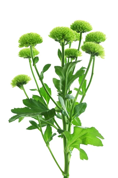 Grüne Chrysanthemenblüten — Stockfoto