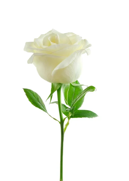 White rose flower — Stock Photo, Image