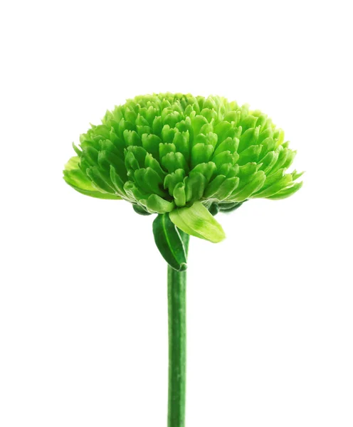 Flor de crisantemo verde — Foto de Stock