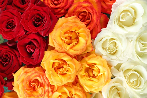 Colorful roses background — Stock Photo, Image