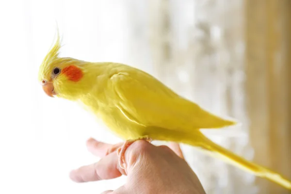 Gelber Nymphensittich am weiblichen Finger — Stockfoto