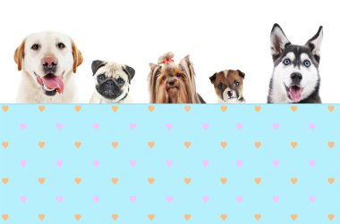 Grup şirin köpek