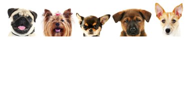 Beyaz arkaplan önünde bir grup köpek 
