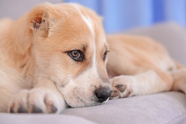 Orta Asya çoban köpek 