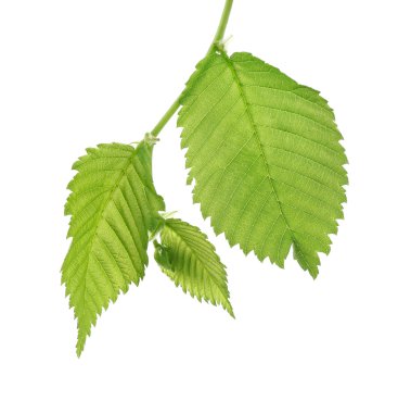 Yeşil yapraklı ağaç dalı