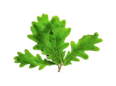 Yeşil taze yaprakları 