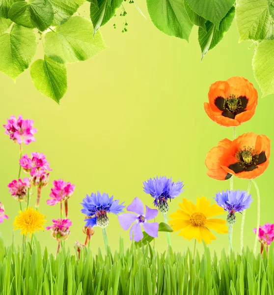 Beautiful meadow flowers — Stock Photo, Image