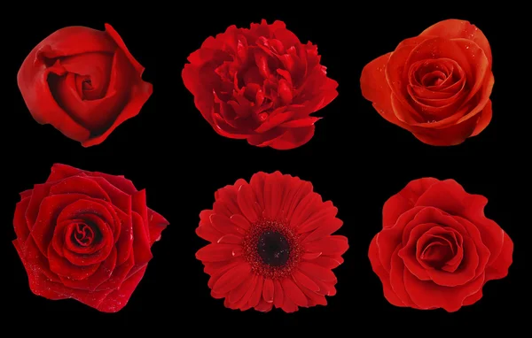 赤い花のセット — ストック写真