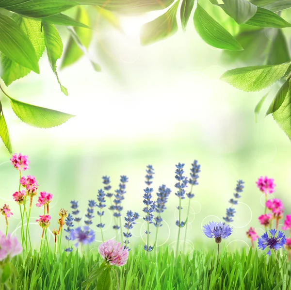 Hermosas flores del prado — Foto de Stock