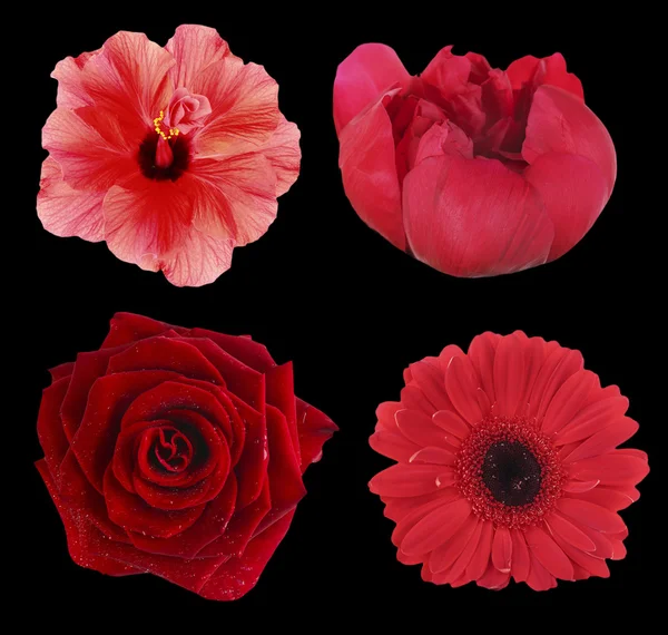Zestaw naturalnych czerwone kwiaty — Zdjęcie stockowe