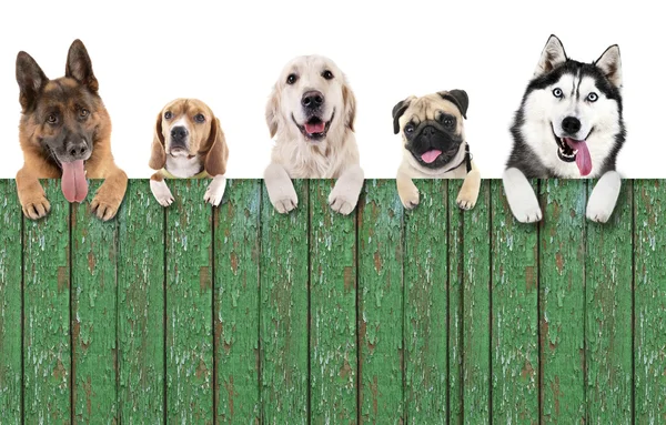 Grupp av söta hundar — Stockfoto