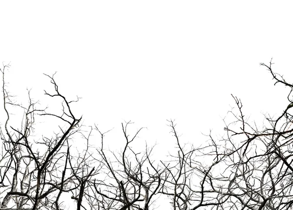 光秃秃的树枝 — 图库照片