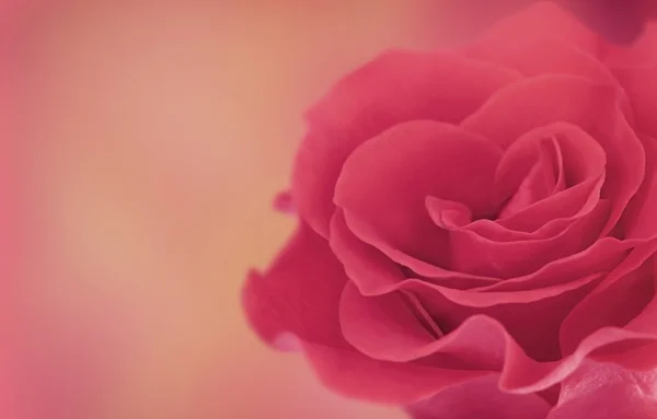 Beautiful rose flower — Stock Photo, Image