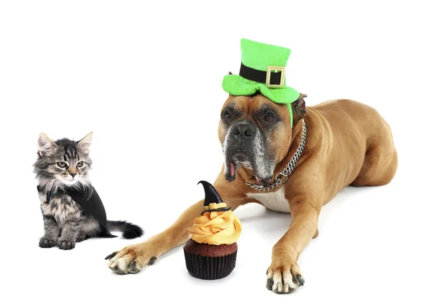 Kattunge och hund bär roliga kostymer — Stockfoto