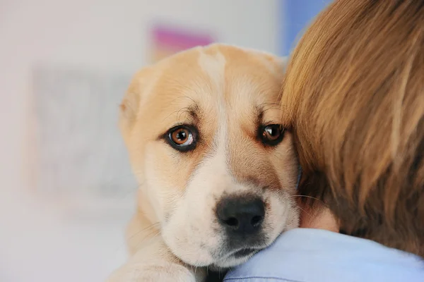 Central Asian Shepherd puppy — Stock Photo, Image