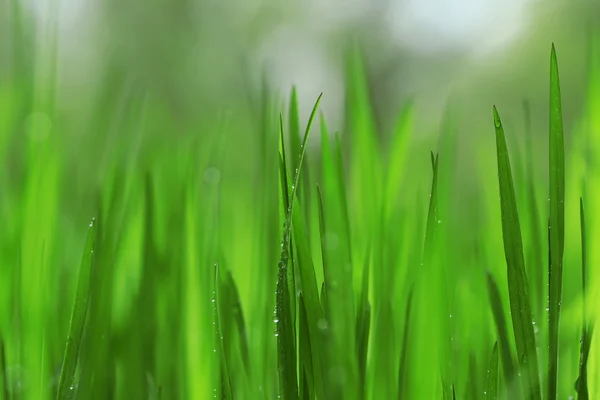 Волога трава після дощу — стокове фото