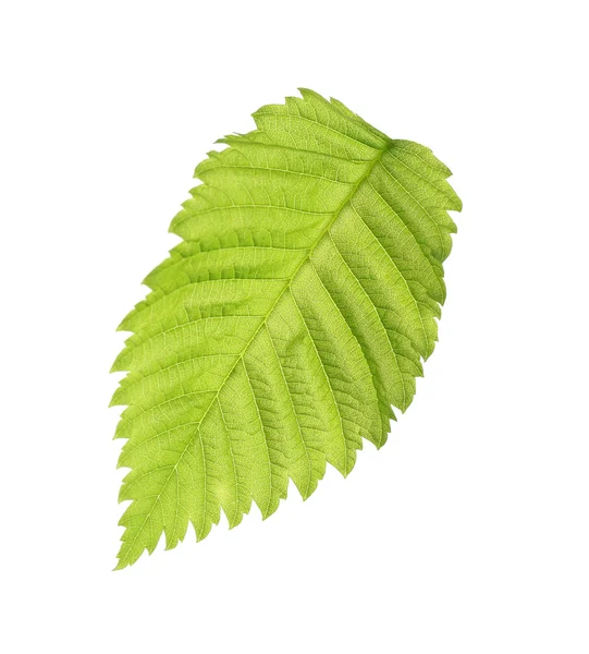 Fresh Green leaf — Stock Photo, Image