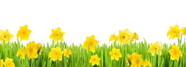 Çiçekli güzel bahçe