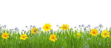 Çiçekli güzel bahçe