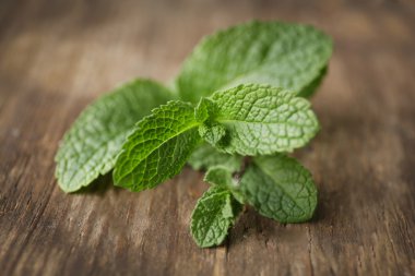 Taze nane yaprakları   