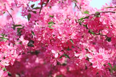 İlkbaharda açan ağaç  