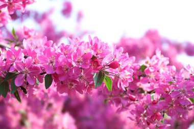 İlkbaharda açan ağaç  