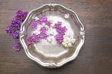 Taze leylak çiçekleri   