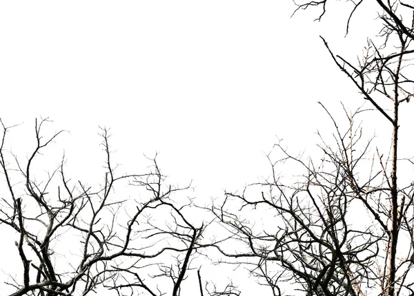 Branches d'arbres sans feuilles — Photo