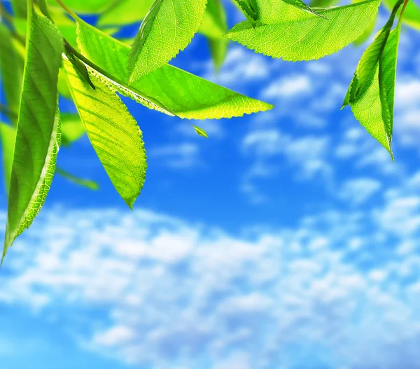 Zelené listy s modrou oblohou — Stock fotografie