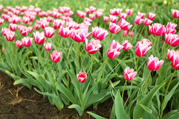 Campo de tulipas coloridas — Fotografia de Stock