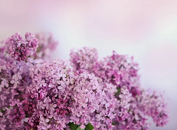 Ramo de flores frescas de primavera — Foto de Stock