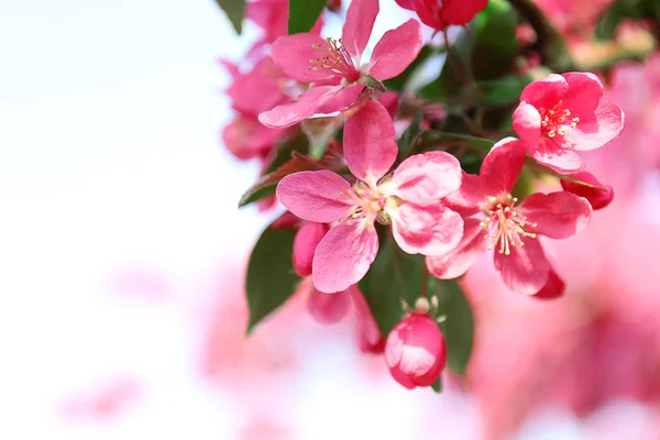 Blooming tree in spring — Stock Photo, Image