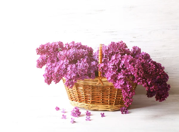 Fresh tender lilac — Stock Photo, Image