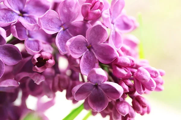 Ramo de lilás fresco — Fotografia de Stock