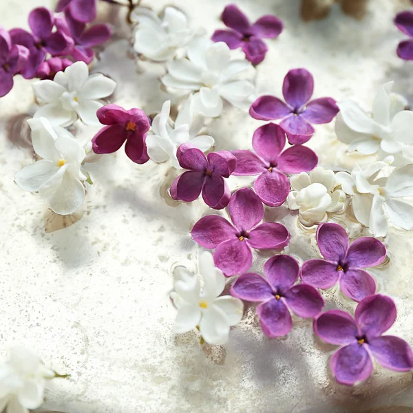 Frische Fliederblüten — Stockfoto