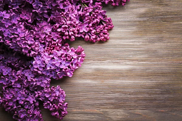 Lilás fresco lilás — Fotografia de Stock