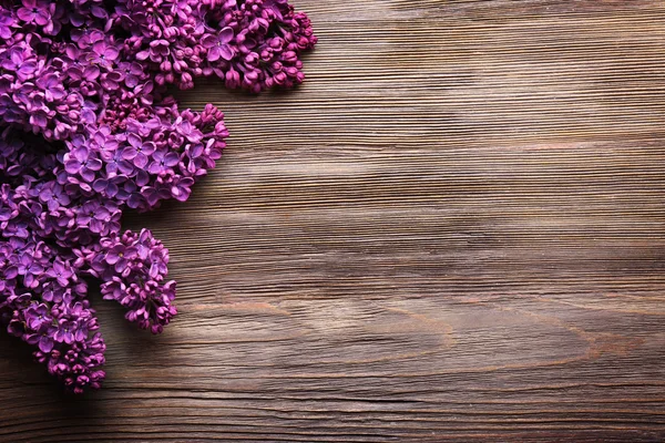 Lilás fresco lilás — Fotografia de Stock