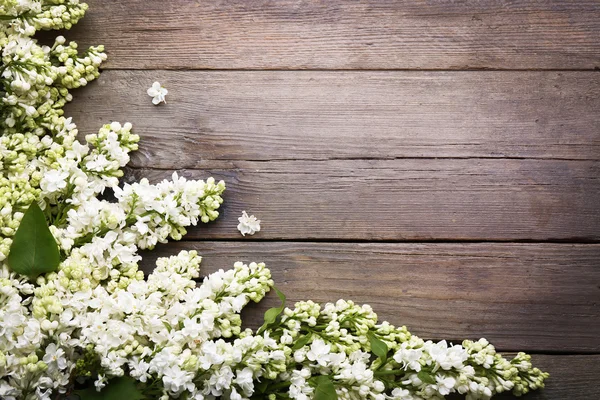 Fresh tender lilac — Stock Photo, Image