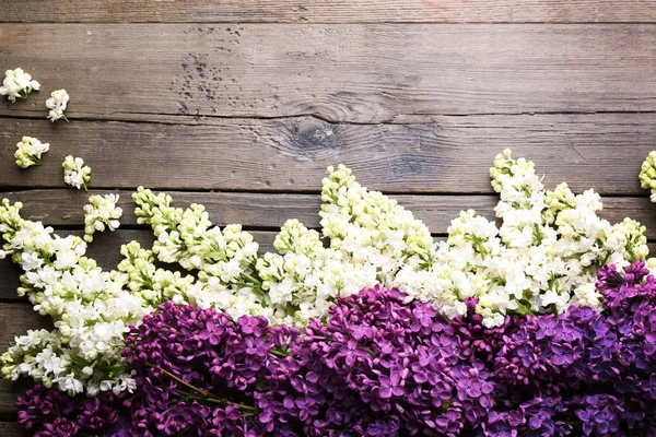 Fresh tender lilac — Stock Photo, Image