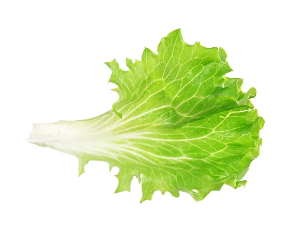 Fräsch sallad blad — Stockfoto