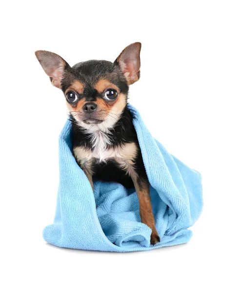 Chihuahua-Welpe auf weiß — Stockfoto