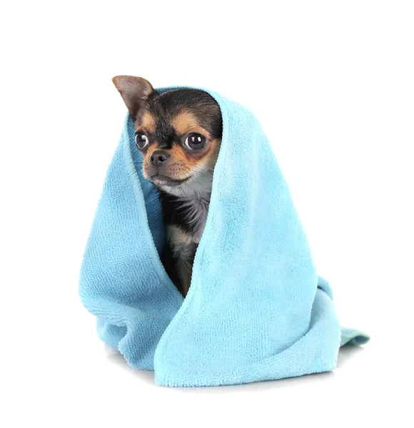 Chihuahua pup op wit — Stockfoto