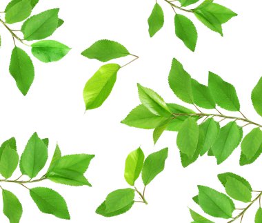 Ağaç dallar kümesi