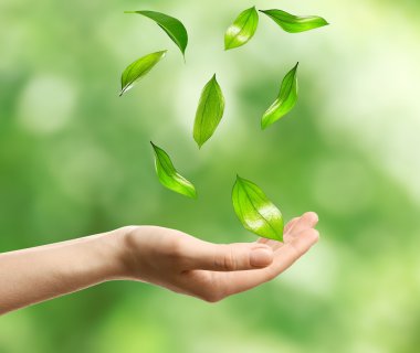 Yeşil Yapraklar düşüyor  